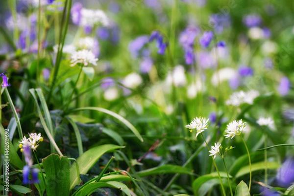 Fototapeta abstract of bluebells and wild garlic 
