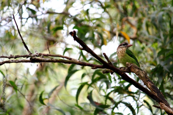 Obraz A Green Beauty