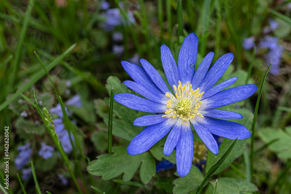 Obraz Close-up of a vibrant blue wildflower with yellow stamens blooming in a meadow. The delicate petals and fresh green background create a peaceful springtime scene.