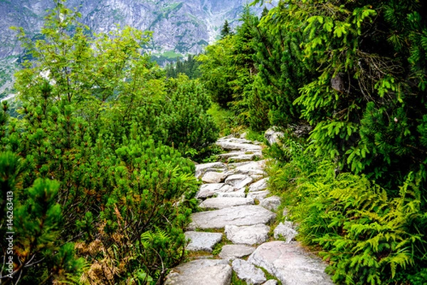 Fototapeta Morning in The Deep Forest. A Stone Walkway, Trail, Path