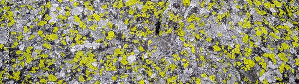 Fototapeta Map Lichen (Rhizocarpon geographicum) Over Stone. Texture of Moss, Mold in Stone, Nature Background. Panoramic Image