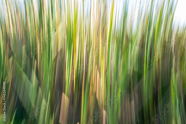 Fototapeta Wetland impressionism and environmental abstract