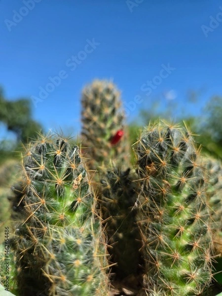 Fototapeta Cactus 12