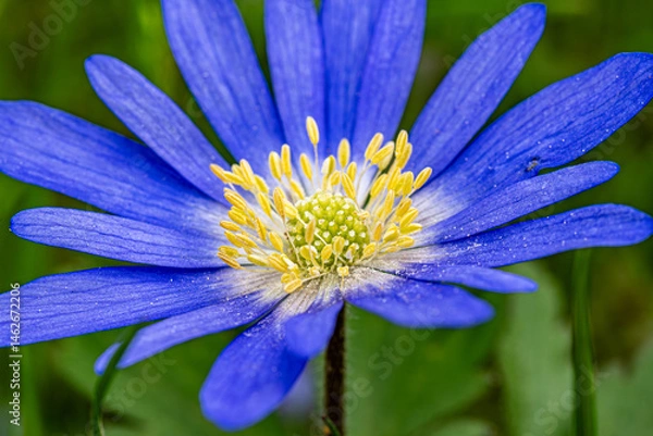 Obraz Extreme close-up of a vibrant blue Anemone blanda flower, showing its delicate petals, yellow stamens, and detailed green center. Captured in natural daylight with soft background.