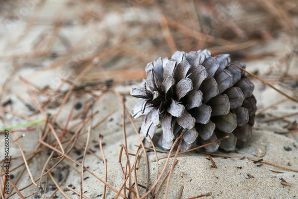 Obraz A pine cone is laying on the ground in a field