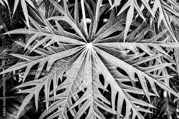 Obraz Artistic black and white close-up of a papaya leaf (Carica papaya) showing its intricate, deeply lobed structure and delicate vein patterns. Captured in soft natural light for a dramatic effect.