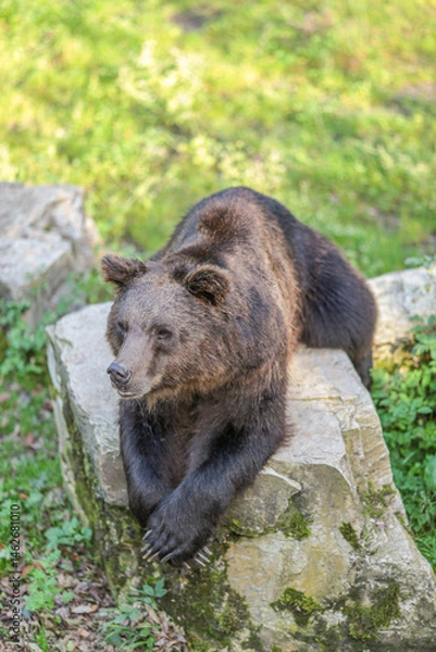Obraz A bear is laying on a rock in a grassy area
