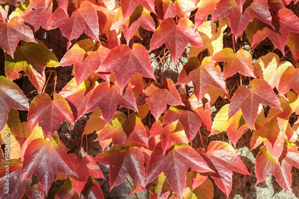 Obraz A close up of red leaves on a tree