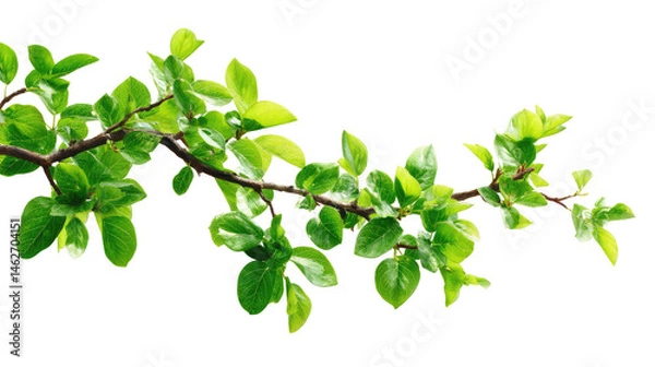 Fototapeta Tree Branch With Green Leaves On Ar  isolated on a transparent background