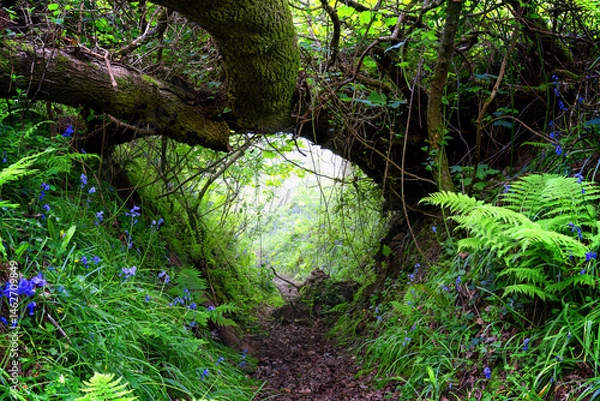 Fototapeta tunnel of bluebell and ferns 