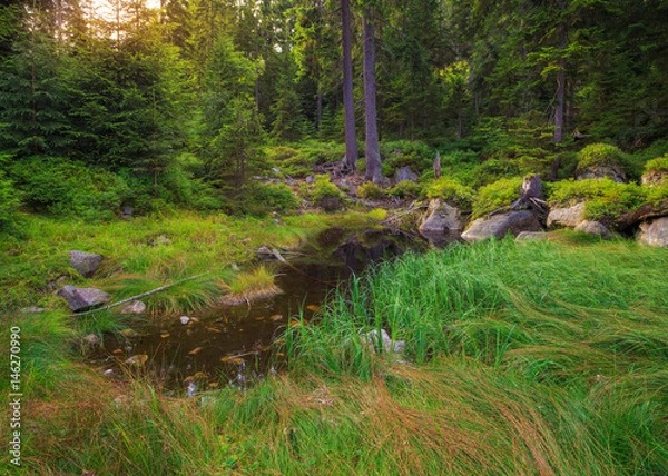 Fototapeta Picturesque forest glade in a mountainous area of the Czech provinces with a small pond, illuminated by the rays of the sun.