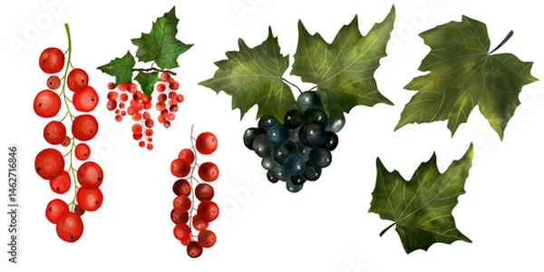 Obraz Black and red currant watercolor illustration set isolated on transparent background. Design elements for cosmetic packing, juice, fresh market advertising, textile.