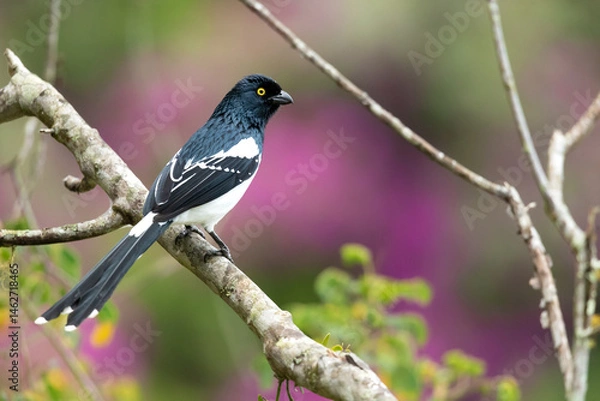 Fototapeta The magpie tanager (Cissopis leverianus) is a South American species of tanager. It is the only member of the monotypic genus Cissopis. 