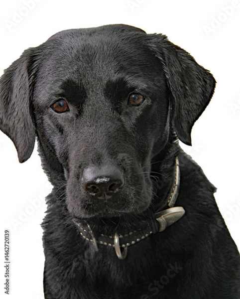 Fototapeta Labrador Retriever