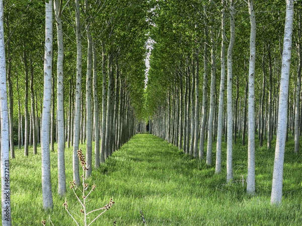 Obraz Rows of poplar trees in the countryside, Tuscany Italy