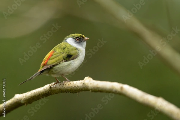 Fototapeta The pin-tailed manakin (Ilicura militaris) is a suboscine species of bird within the manakin family, Pipridae. This species is endemic to the Eastern coast of Brazil within the humid Atlantic Forest