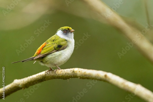 Fototapeta The pin-tailed manakin (Ilicura militaris) is a suboscine species of bird within the manakin family, Pipridae. This species is endemic to the Eastern coast of Brazil within the humid Atlantic Forest