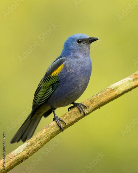 Fototapeta The golden-chevroned tanager (Thraupis ornata) is a species of bird in the family Thraupidae. It is endemic to Brazil. 

