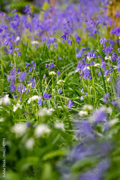 Fototapeta bluebells and wild garlic alliums in a field low depth of field 