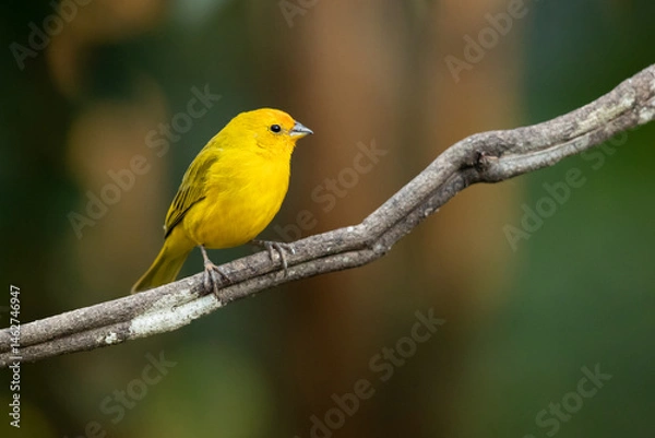 Fototapeta The saffron finch (Sicalis flaveola) is a tanager from South America that is common in open and semi-open areas in lowlands outside the Amazon Basin.