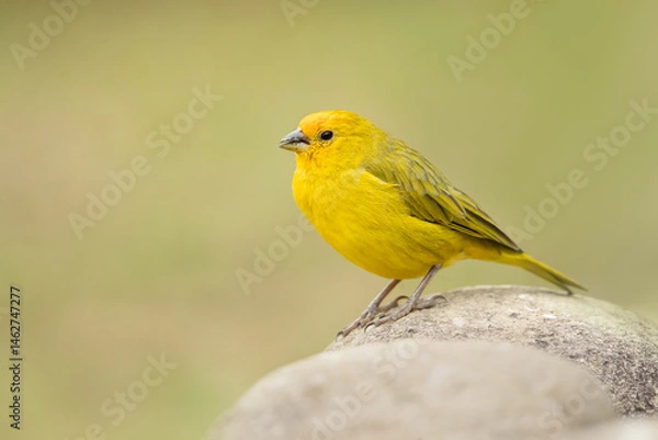 Fototapeta The saffron finch (Sicalis flaveola) is a tanager from South America that is common in open and semi-open areas in lowlands outside the Amazon Basin.