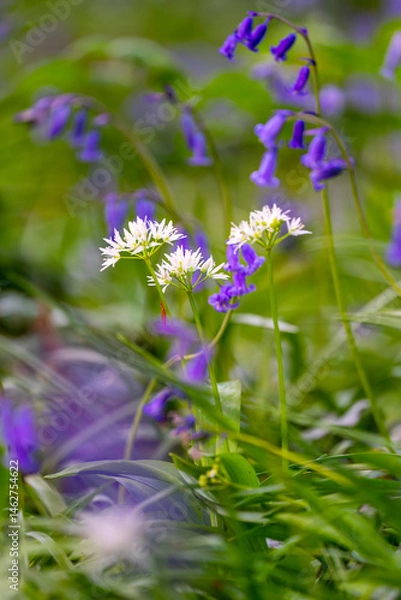 Fototapeta bluebells and wild garlic alliums in a field low depth of field 