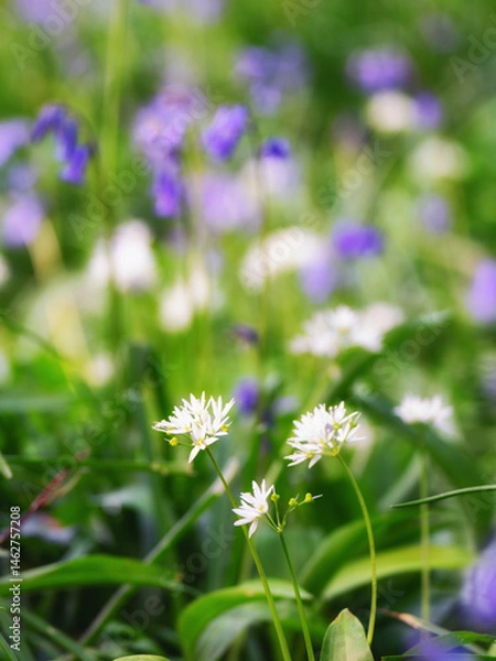 Fototapeta bluebells and wild garlic alliums in a field low depth of field 