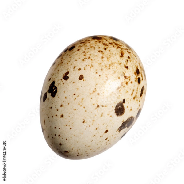 Obraz one quail egg isolated on white background PNG