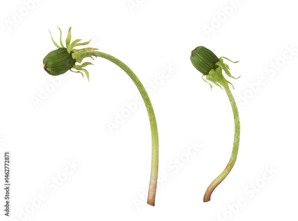 Fototapeta Set of buds of dandelion flowers isolated on white or transparent background