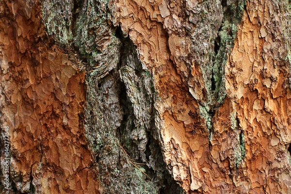 Fototapeta bark of a larch tree in close-up. natural background.