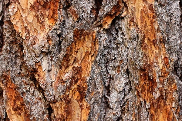 Fototapeta bark of a larch tree in close-up. natural background.