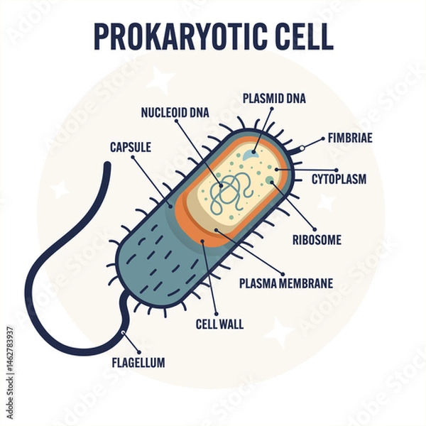 Fototapeta Modern flat illustration of a prokaryotic cell structure, labeled diagram simple archaea, educational biology design for textbooks, science posters, classroom e-learning materials bacterial cell
