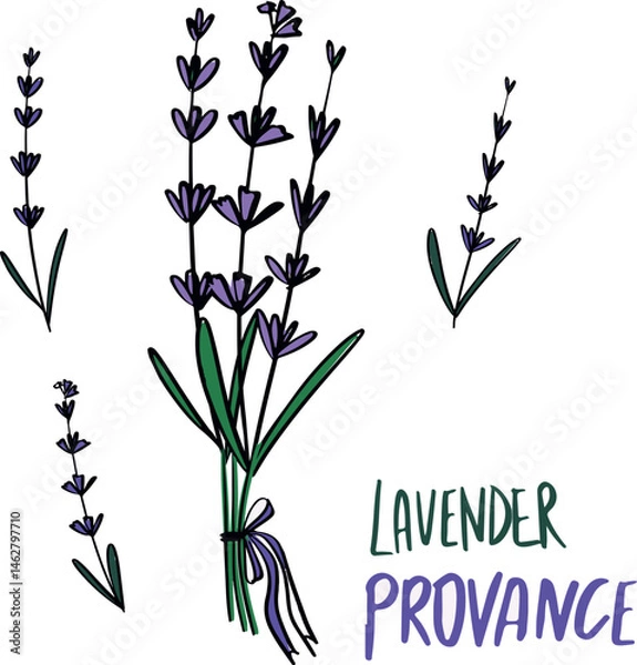 Fototapeta lavander flovers provance set. Vector illustration