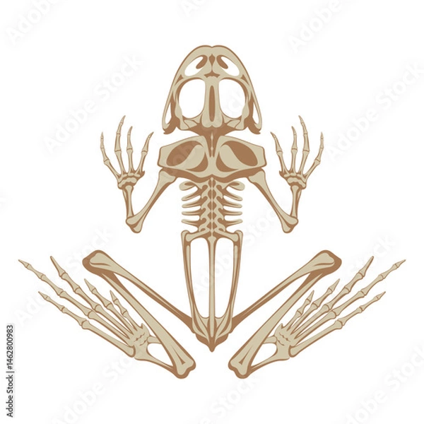 Fototapeta Skeletal system of animals. Frog bone structure isolated on a white background. 
