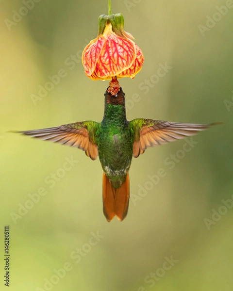 Fototapeta The Brazilian ruby (Heliodoxa rubricauda) is a species of hummingbird in the "brilliants", tribe Heliantheini in subfamily Lesbiinae. It is endemic to Brazil.
