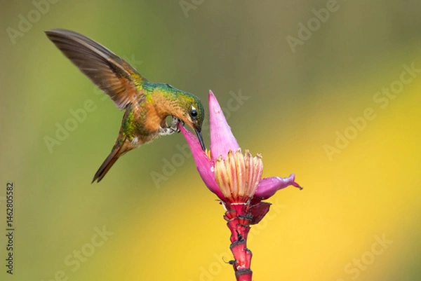 Fototapeta The Brazilian ruby (Heliodoxa rubricauda) is a species of hummingbird in the "brilliants", tribe Heliantheini in subfamily Lesbiinae. It is endemic to Brazil.