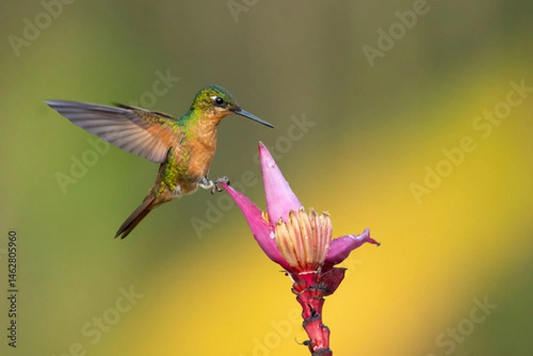 Fototapeta The Brazilian ruby (Heliodoxa rubricauda) is a species of hummingbird in the "brilliants", tribe Heliantheini in subfamily Lesbiinae. It is endemic to Brazil.