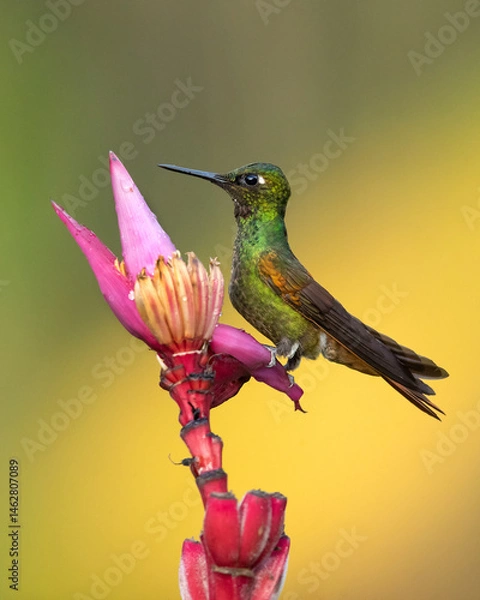 Fototapeta The Brazilian ruby (Heliodoxa rubricauda) is a species of hummingbird in the "brilliants", tribe Heliantheini in subfamily Lesbiinae. It is endemic to Brazil.