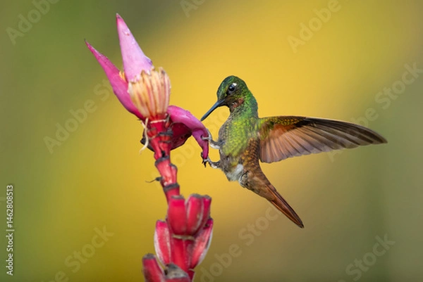 Fototapeta The Brazilian ruby (Heliodoxa rubricauda) is a species of hummingbird in the "brilliants", tribe Heliantheini in subfamily Lesbiinae. It is endemic to Brazil.