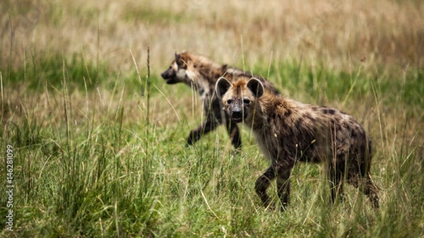 Fototapeta On the prowl