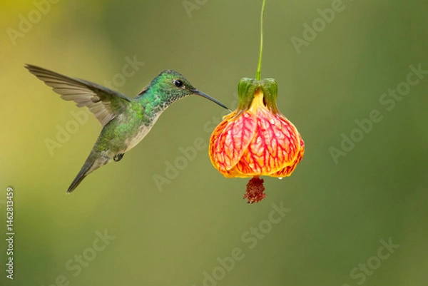Fototapeta The versicoloured emerald (Chrysuronia versicolor) is a species of hummingbird from central and eastern South America. 