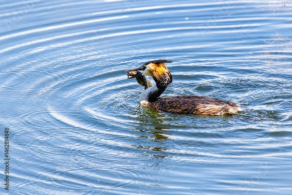 Obraz Haubentaucher 25
