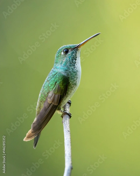 Fototapeta The versicoloured emerald (Chrysuronia versicolor) is a species of hummingbird from central and eastern South America. 