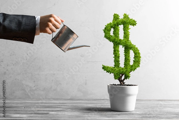 Obraz Concept of investment income and growth with money tree in pot