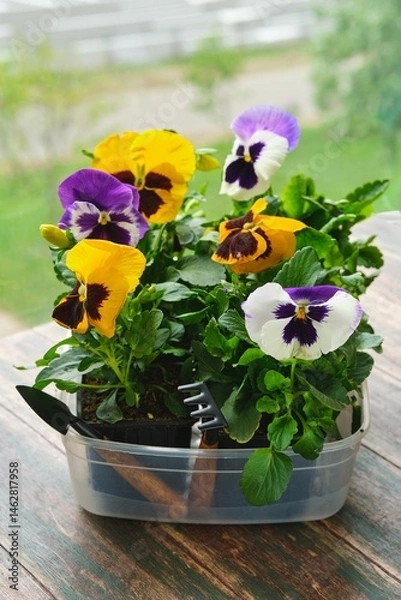 Fototapeta Multicolored blooming violas or pansies in a transparent plastic container on a table on a glassed-in city balcony on a cloudy day. Floriculture.