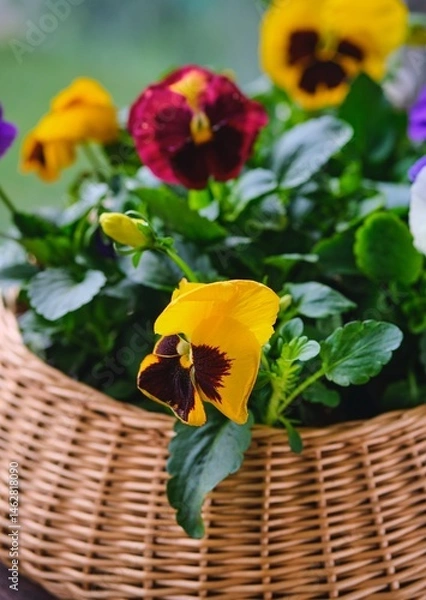 Fototapeta Multicolored blooming violas or pansies in a wicker wooden planter on a table on a glazed city balcony on a cloudy day.