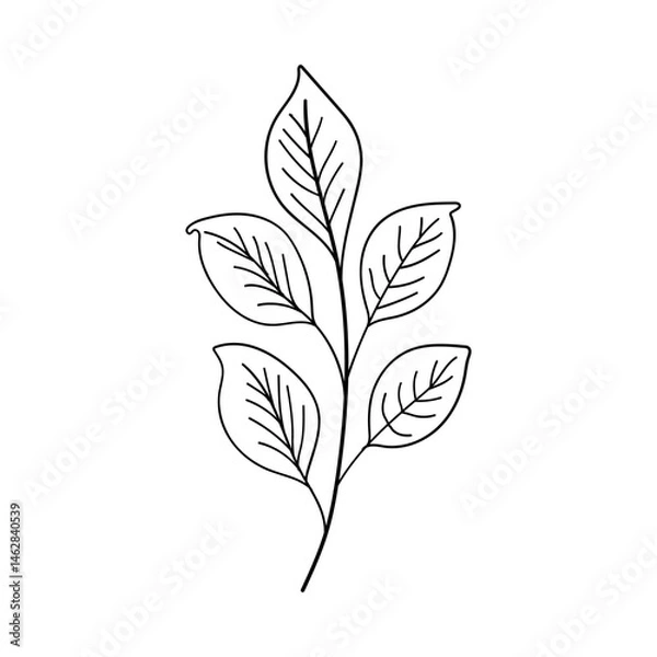 Fototapeta Botanical Leaf. Hand-drawn botanical leaf illustration with elegant line details, perfect for minimalistic nature-themed designs, tattoos, or herbal packaging.
