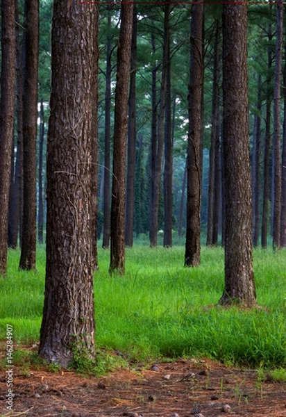 Fototapeta Loblolly Pine Forest