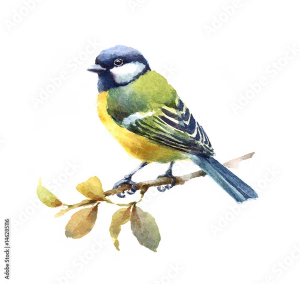Fototapeta Watercolor Bird Tit On The Branch  Hand Drawn Illustration isolated on white background