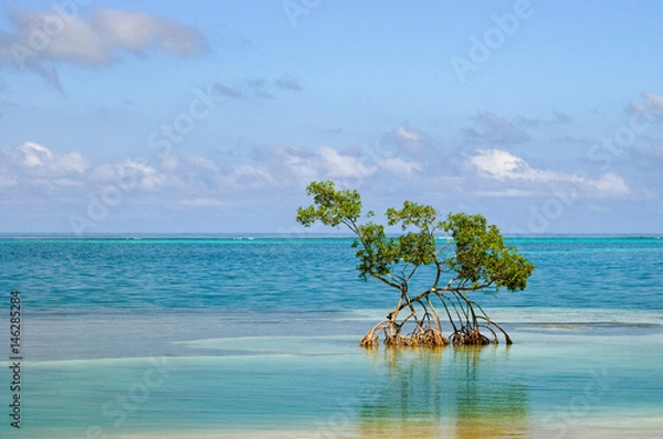 Fototapeta One Mangrove